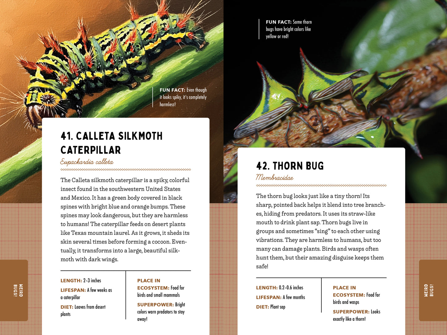 A Kid’s Guide to 50 Insects
