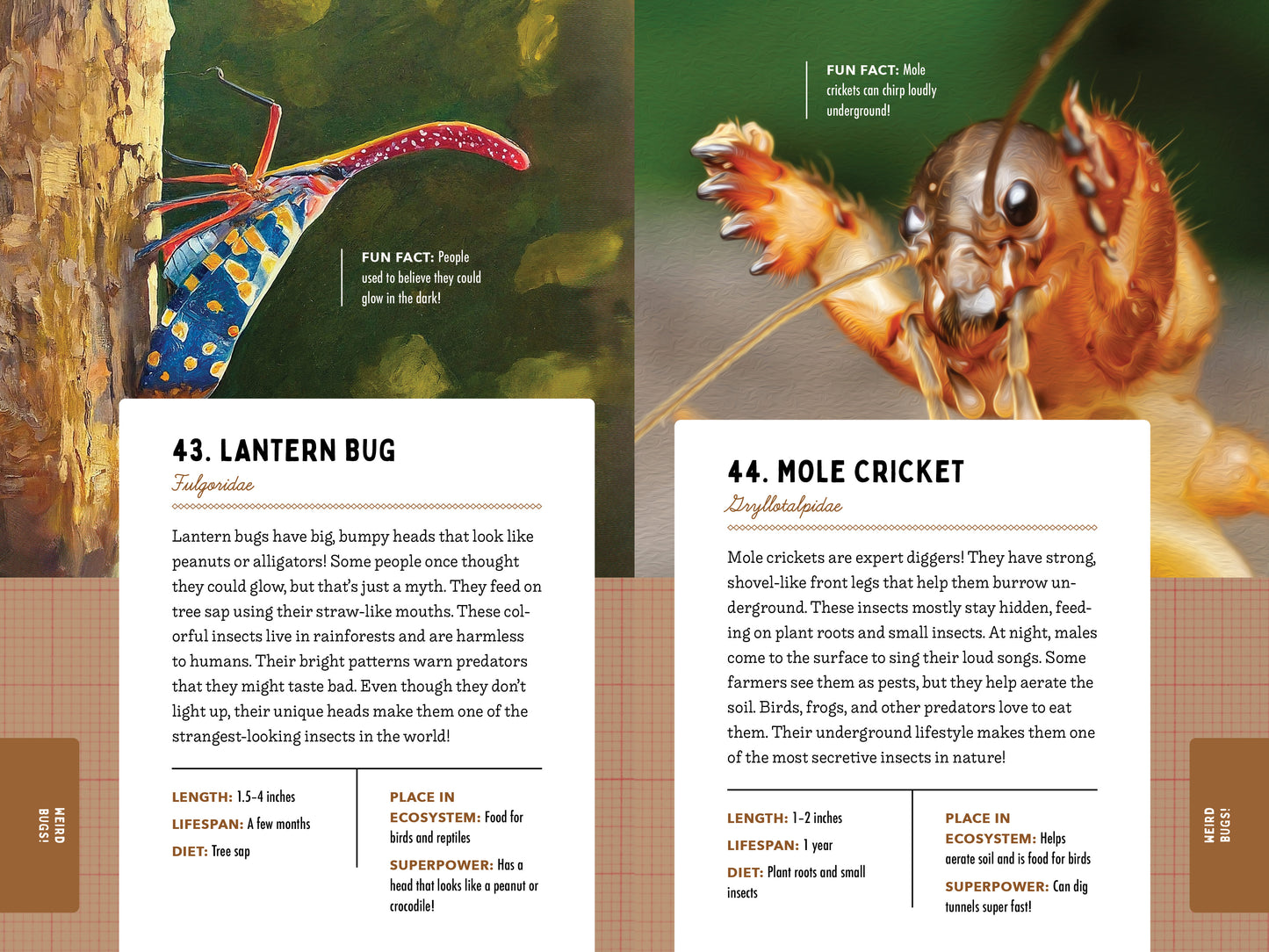 A Kid’s Guide to 50 Insects