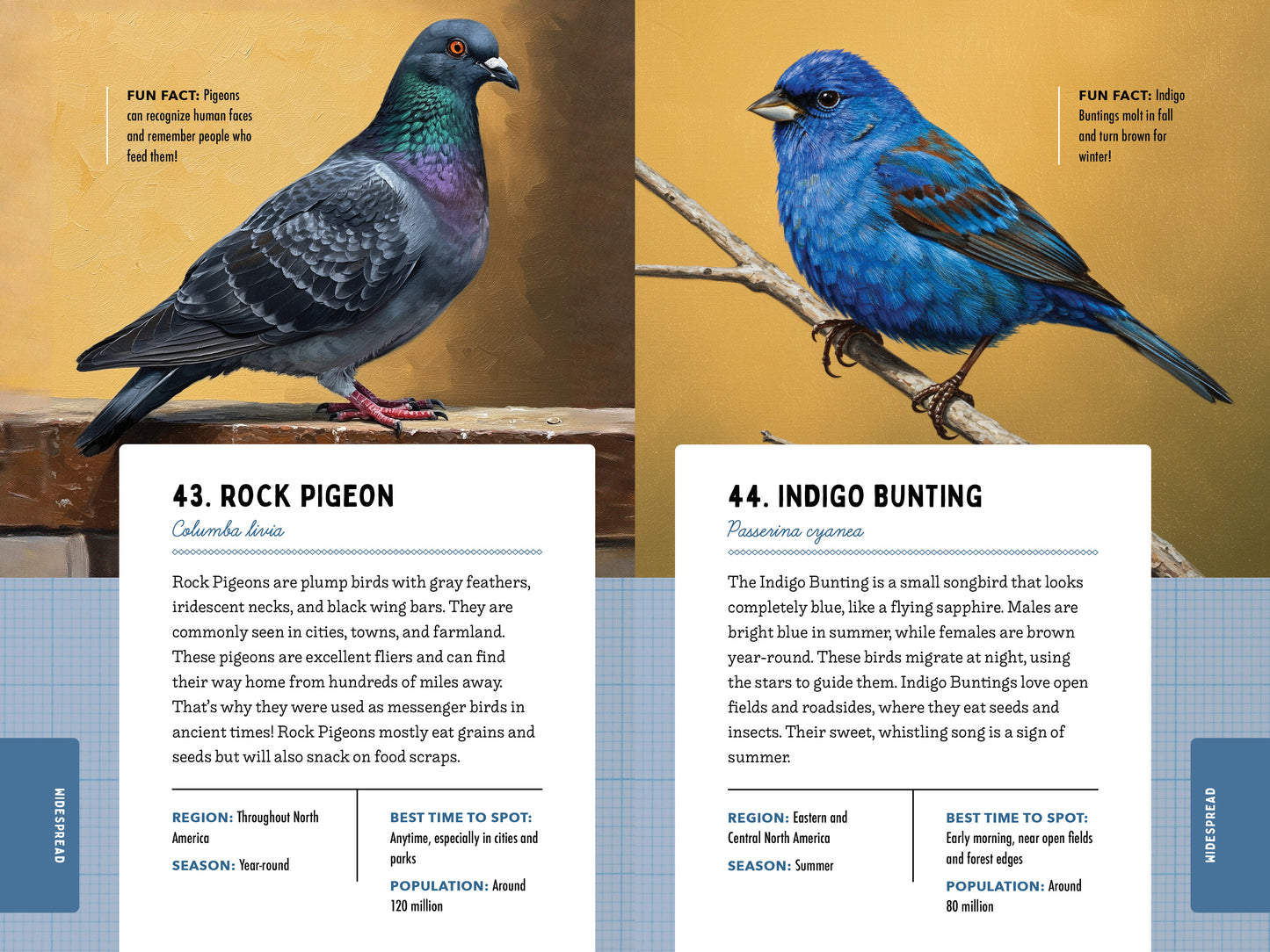 A Kid’s Guide to 50 Backyard Birds