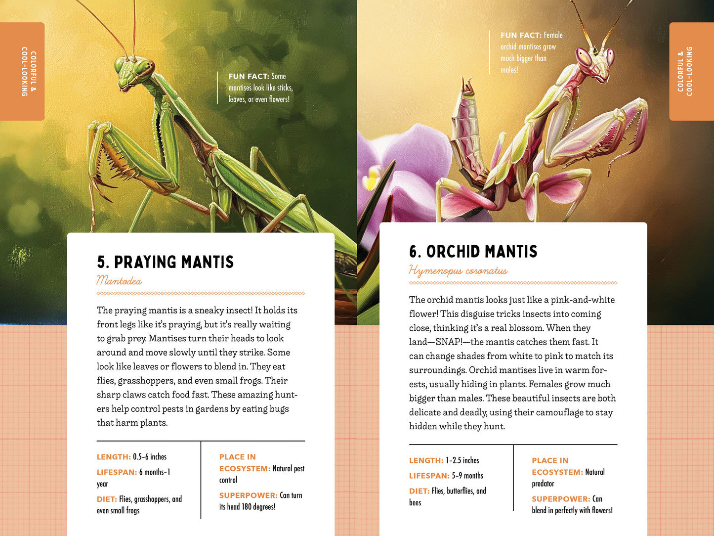 A Kid’s Guide to 50 Insects