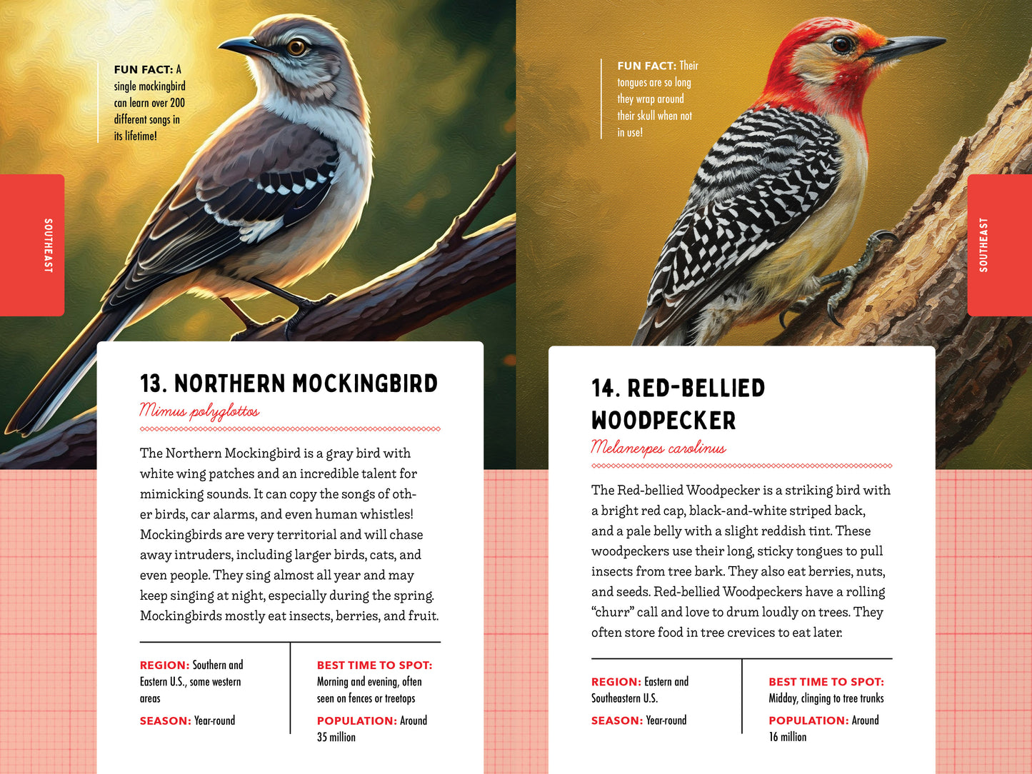 A Kid’s Guide to 50 Backyard Birds