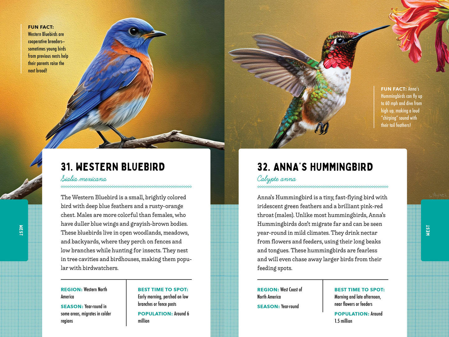A Kid’s Guide to 50 Backyard Birds