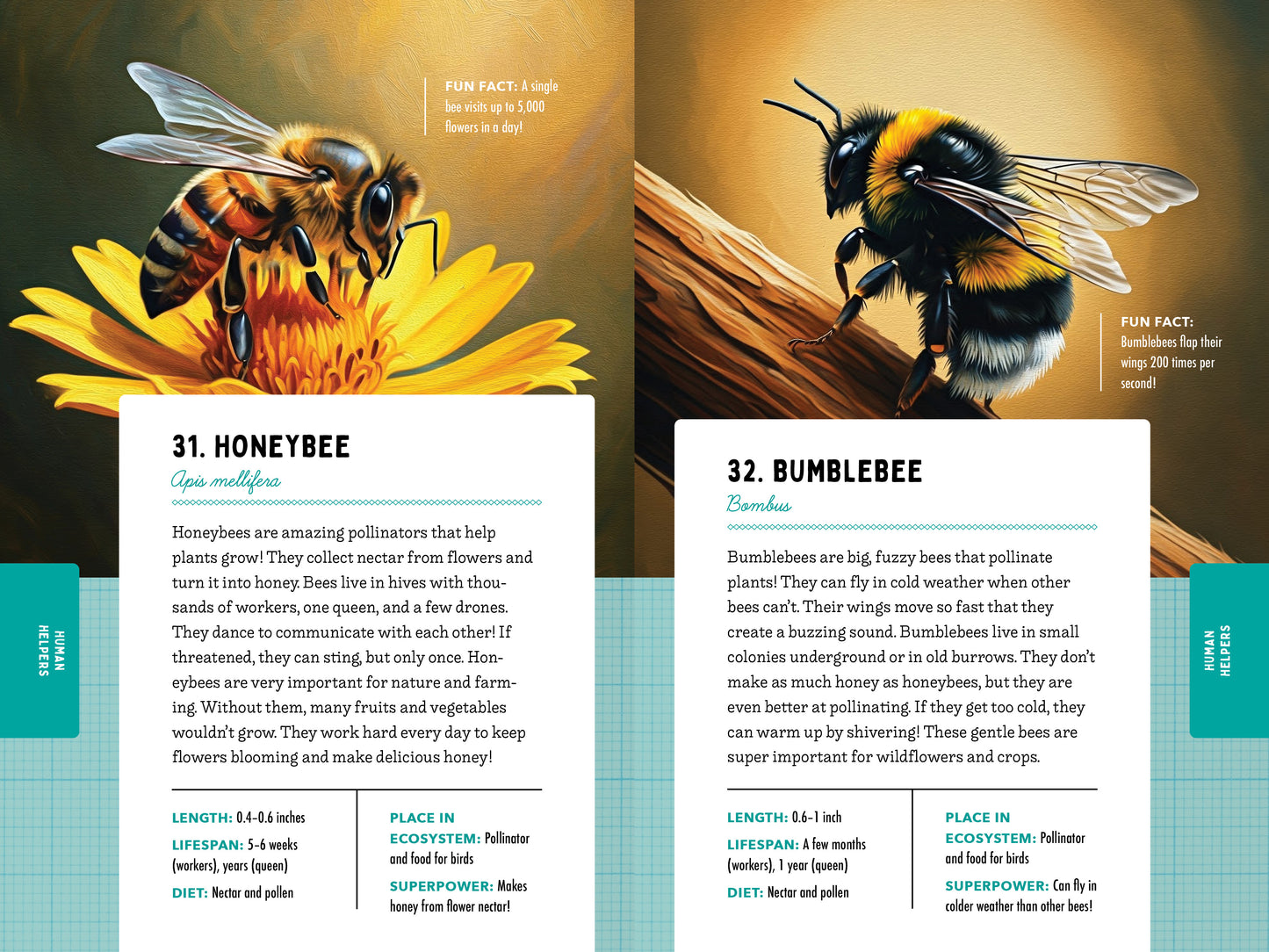 A Kid’s Guide to 50 Insects