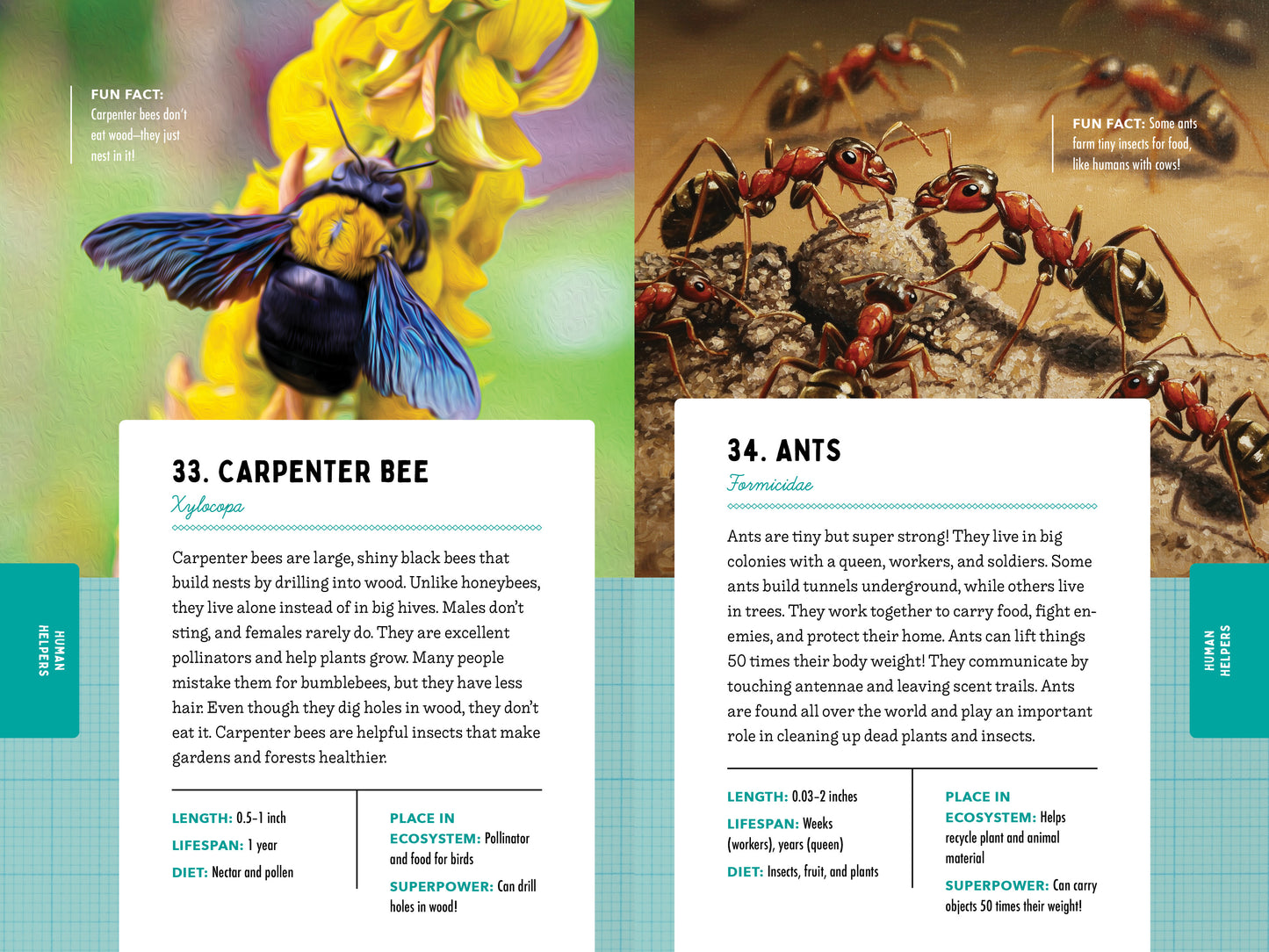 A Kid’s Guide to 50 Insects