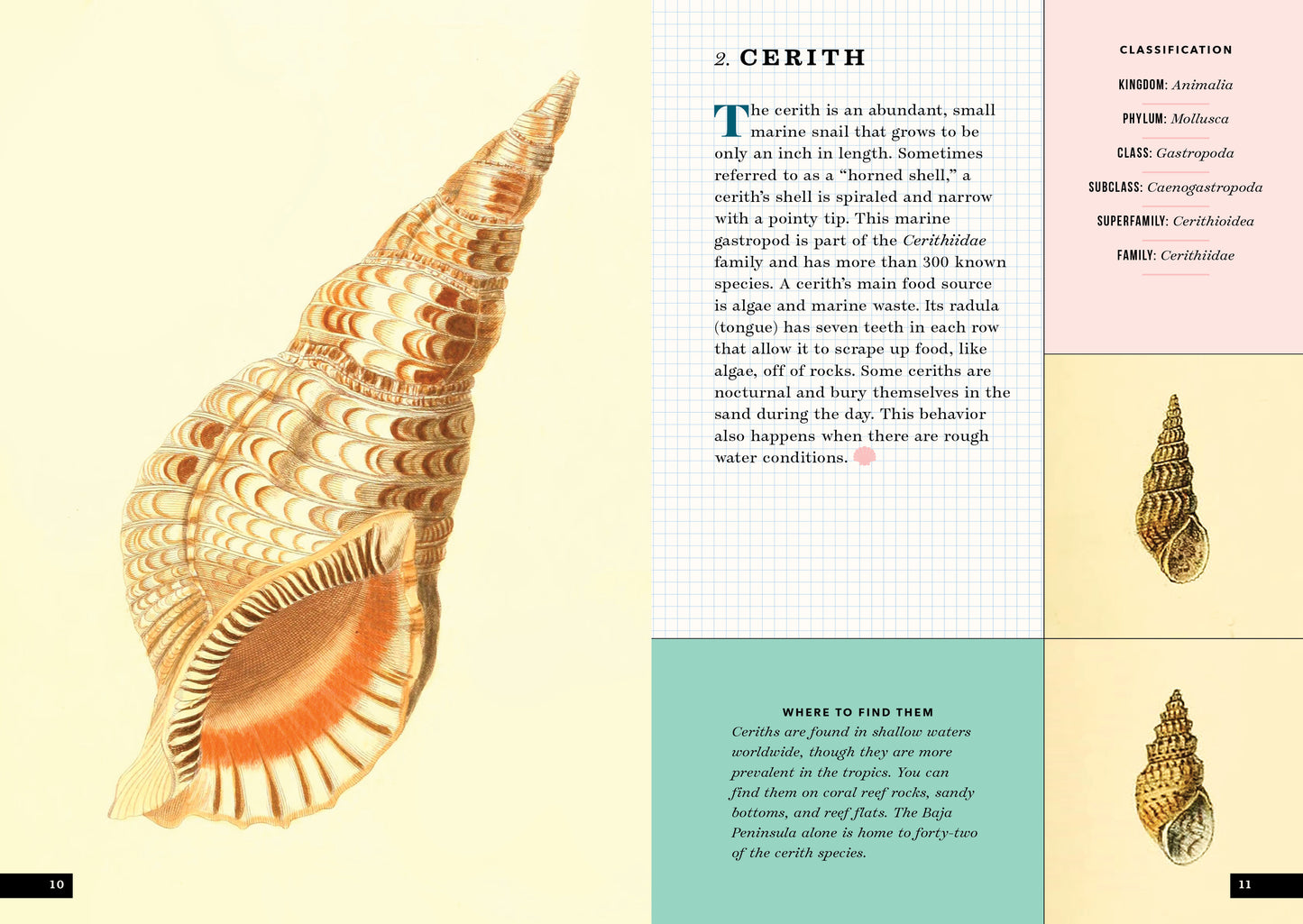The Little Book of Shells