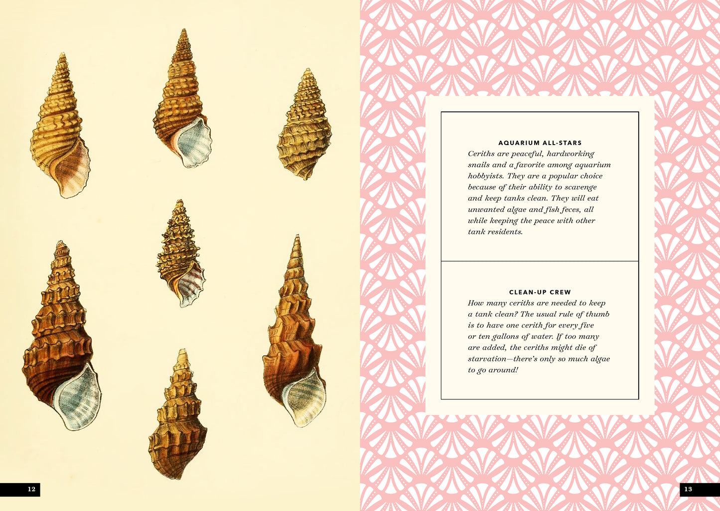 The Little Book of Shells