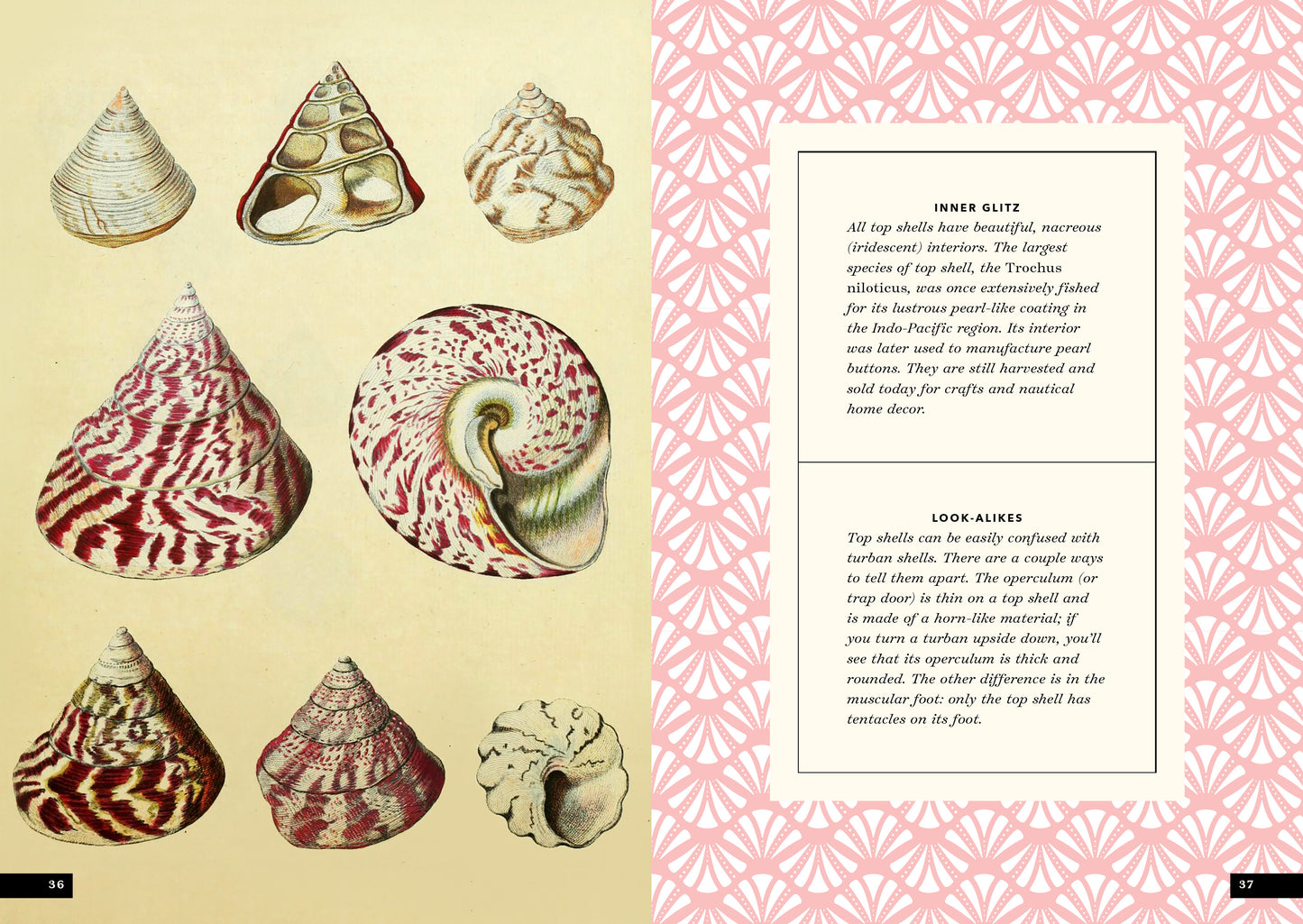 The Little Book of Shells