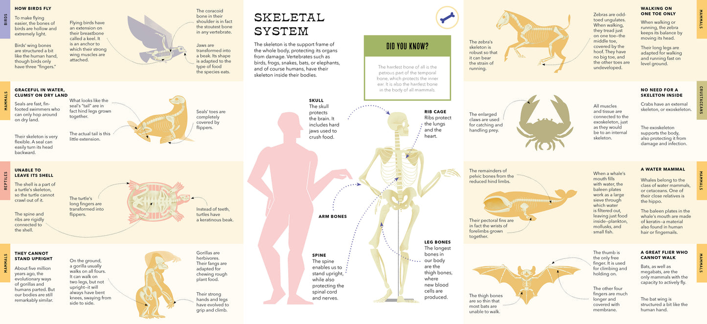 Foldout Anatomy