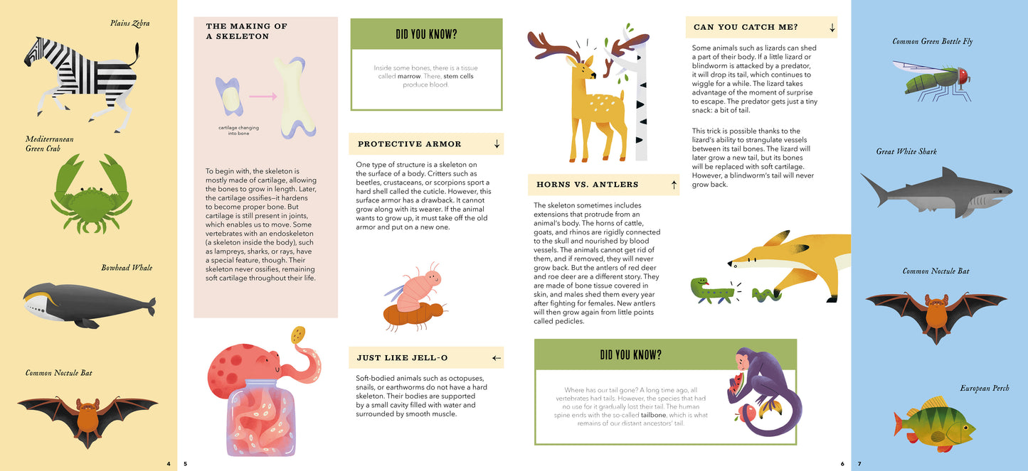 Foldout Anatomy