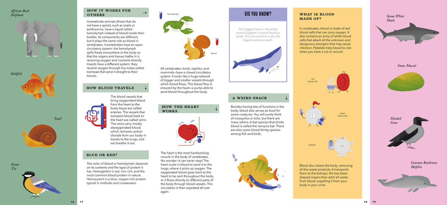 Foldout Anatomy