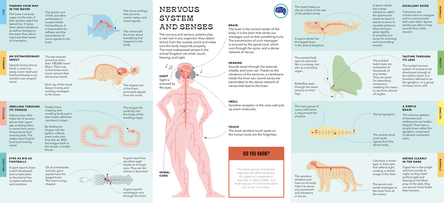 Foldout Anatomy