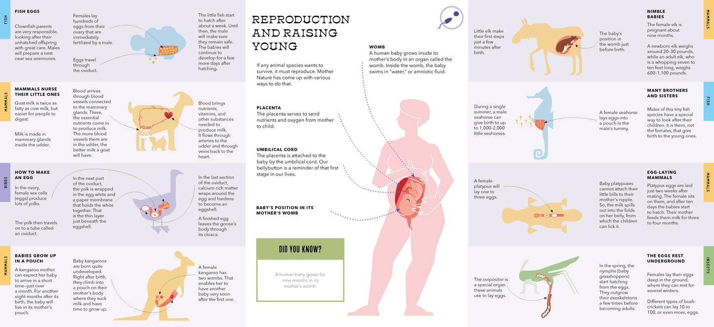 Foldout Anatomy