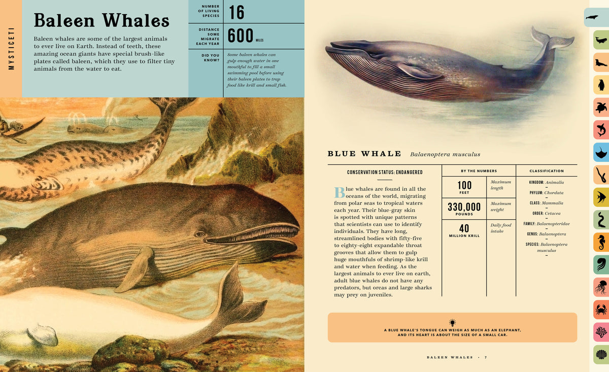 Oceanus:  An Illustrated Guide to Creatures of the Deep