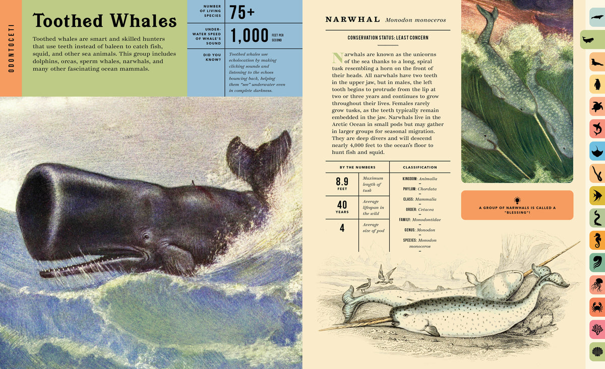 Oceanus:  An Illustrated Guide to Creatures of the Deep