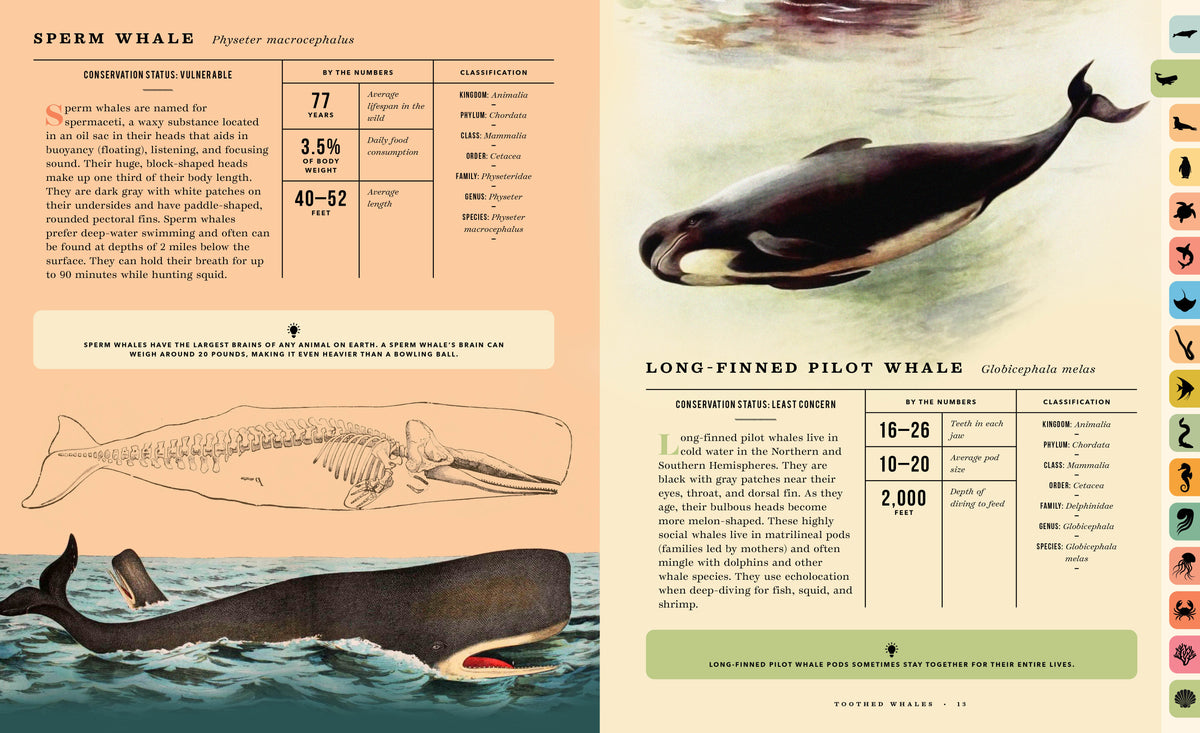 Oceanus:  An Illustrated Guide to Creatures of the Deep