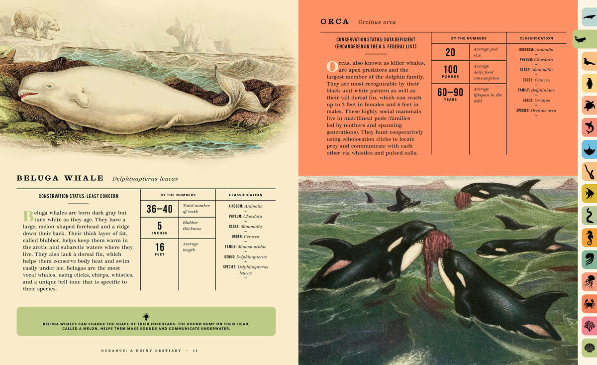 Oceanus:  An Illustrated Guide to Creatures of the Deep