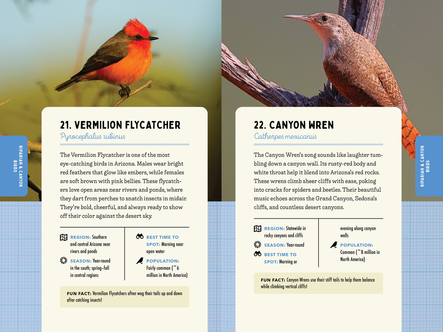 A Kid’s Guide to Birds of Arizona