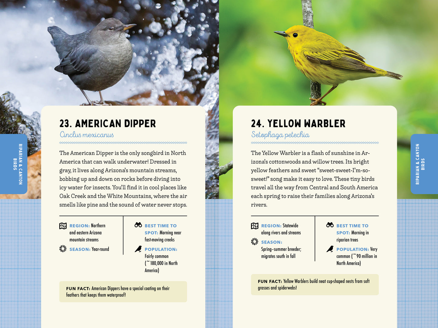 A Kid’s Guide to Birds of Arizona