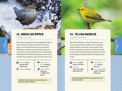 A Kid’s Guide to Birds of Arizona