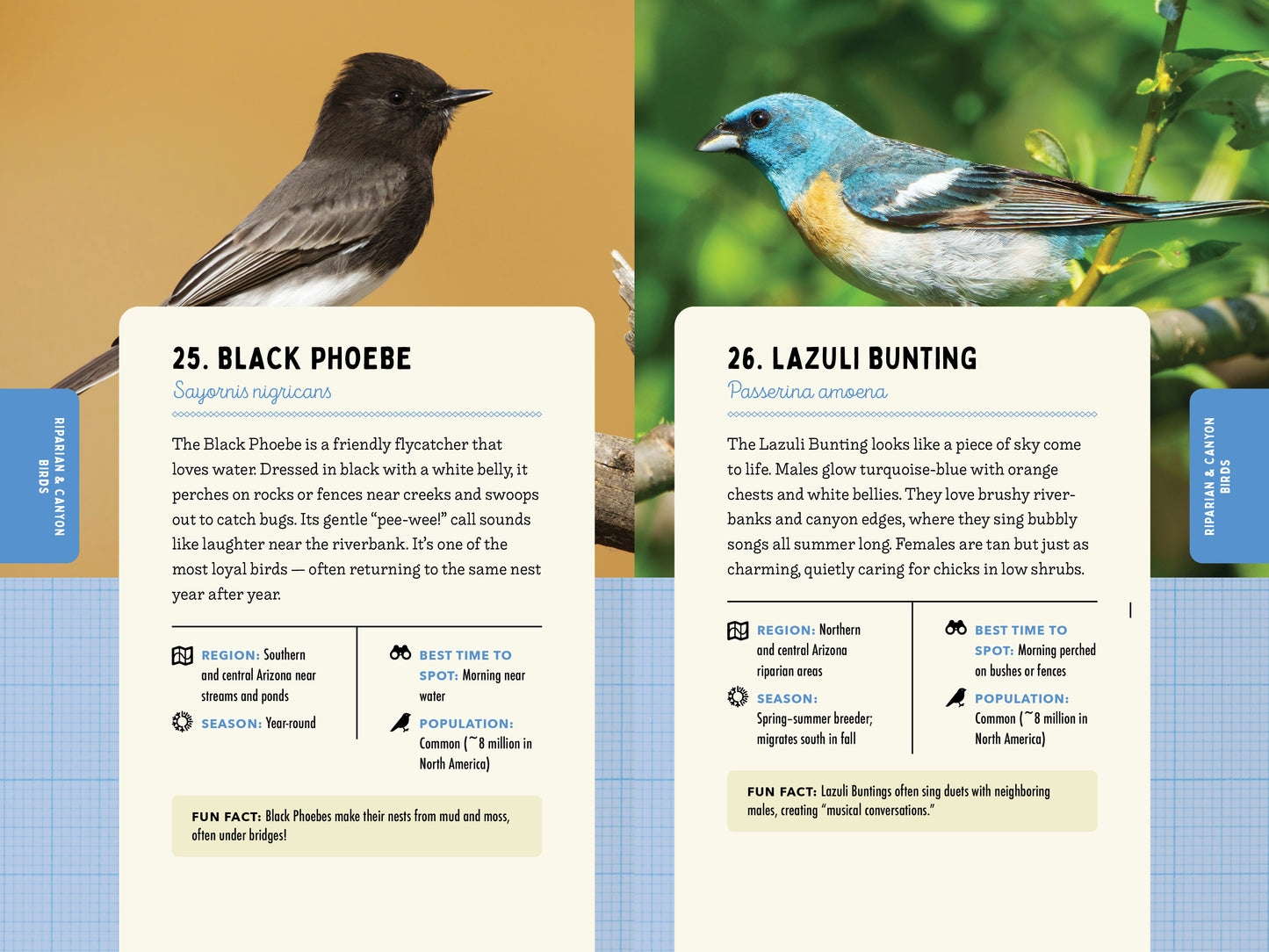 A Kid’s Guide to Birds of Arizona