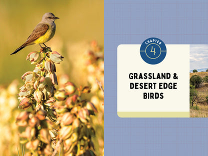 A Kid’s Guide to Birds of Arizona