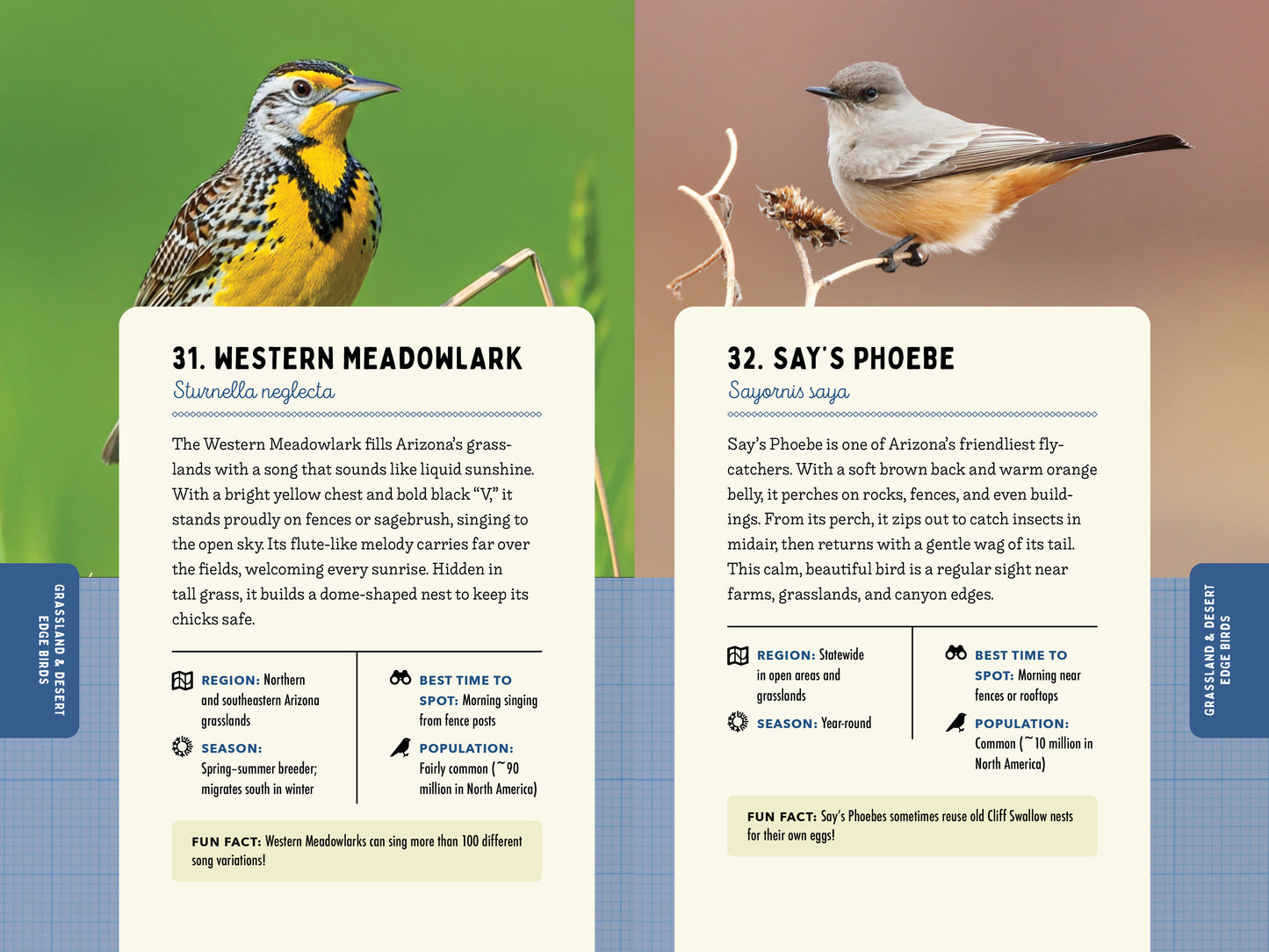 A Kid’s Guide to Birds of Arizona