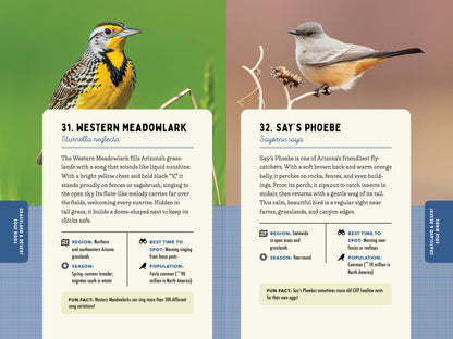 A Kid’s Guide to Birds of Arizona