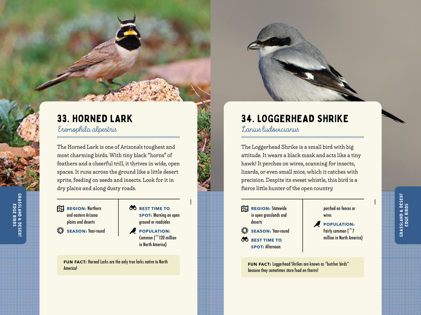 A Kid’s Guide to Birds of Arizona