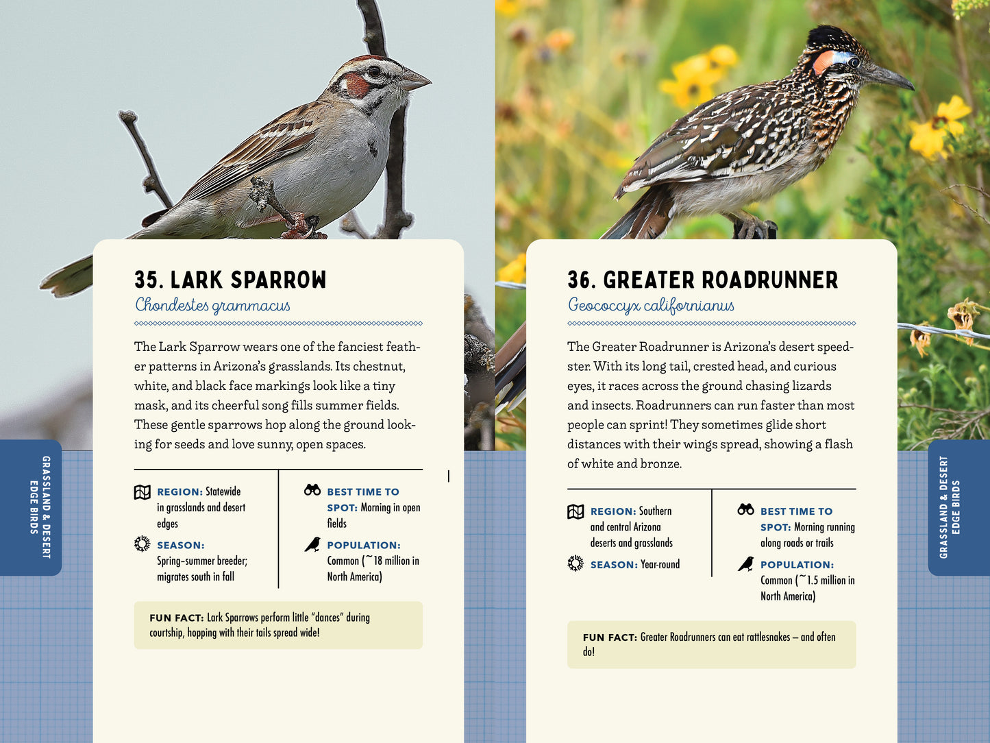 A Kid’s Guide to Birds of Arizona