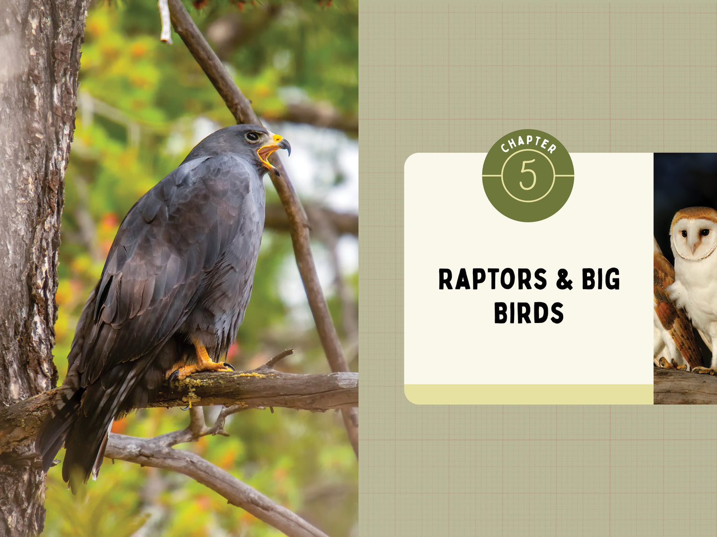 A Kid’s Guide to Birds of Arizona