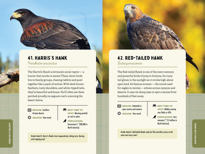 A Kid’s Guide to Birds of Arizona