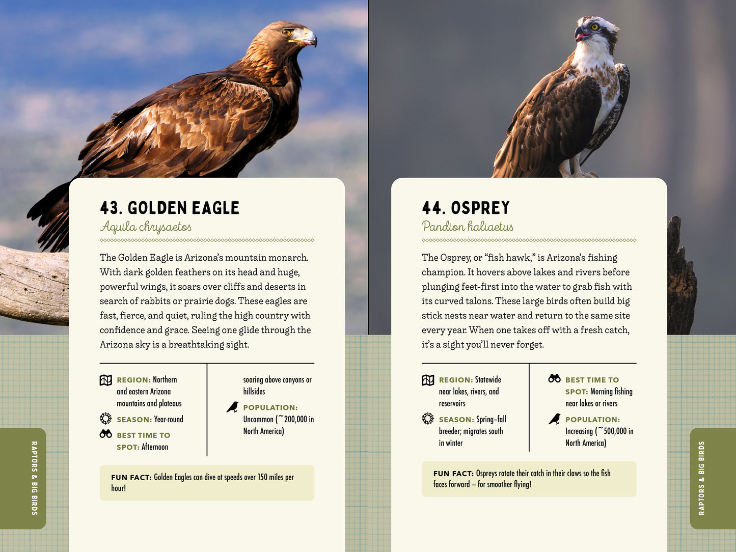 A Kid’s Guide to Birds of Arizona