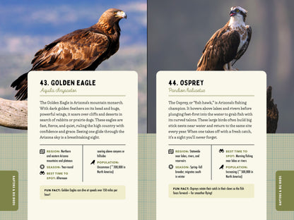 A Kid’s Guide to Birds of Arizona