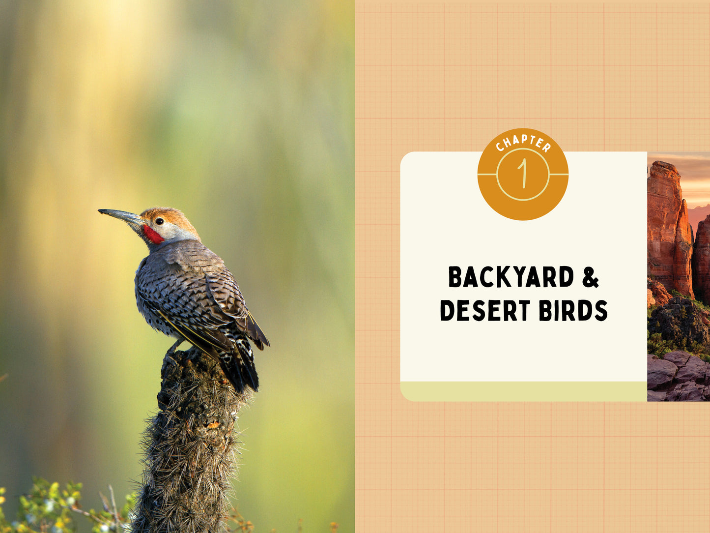 A Kid’s Guide to Birds of Arizona