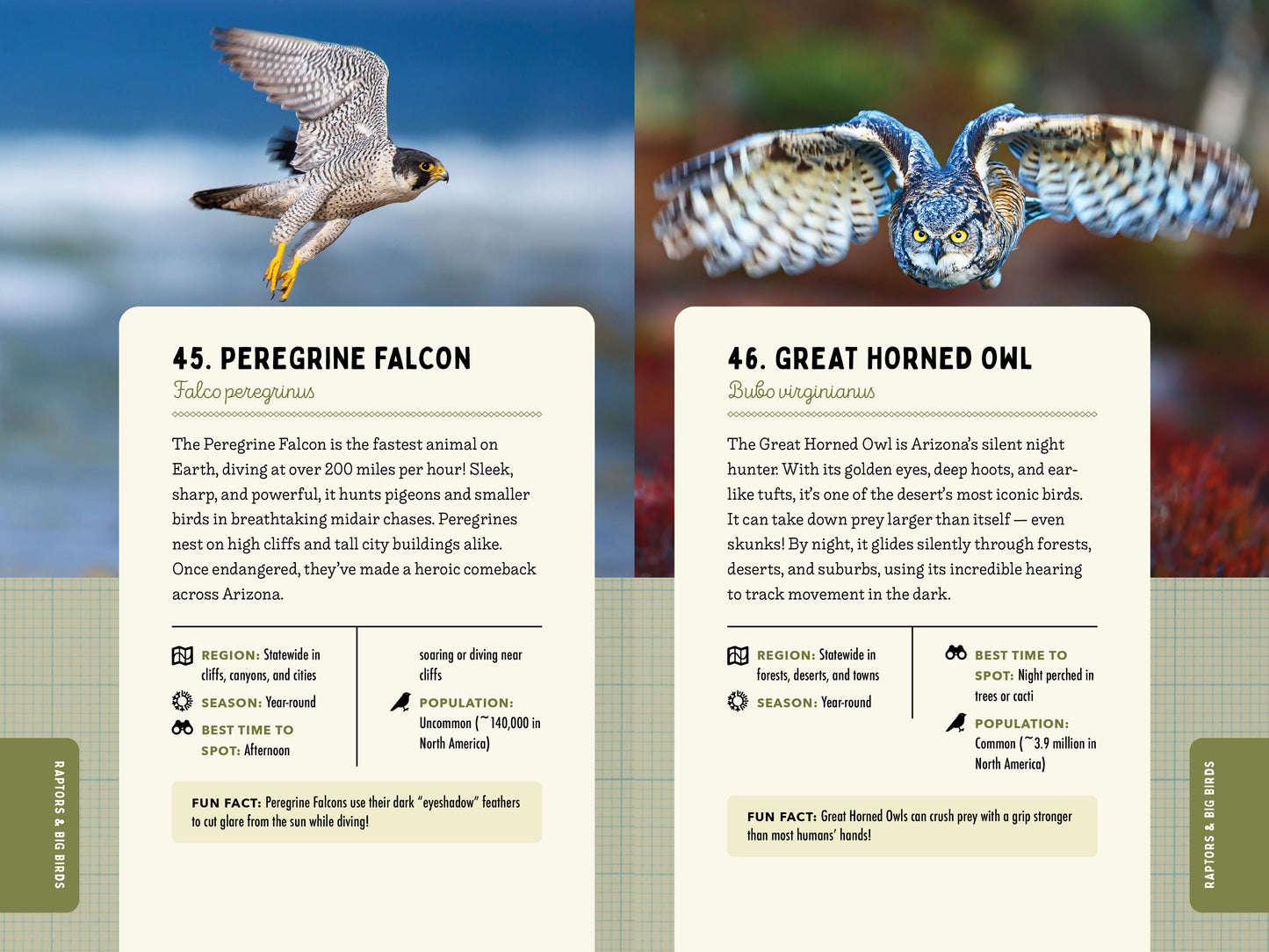 A Kid’s Guide to Birds of Arizona