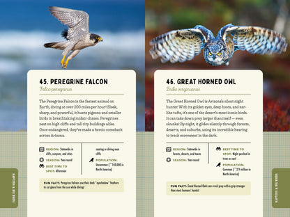 A Kid’s Guide to Birds of Arizona