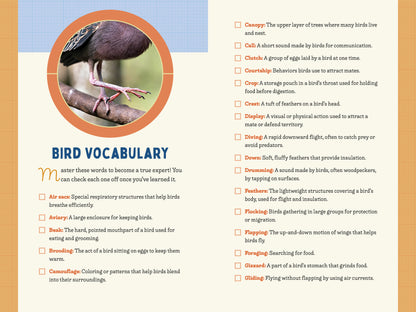 A Kid’s Guide to Birds of Arizona