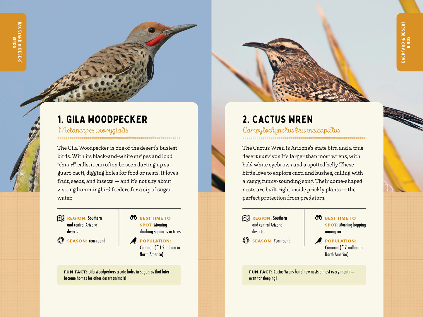 A Kid’s Guide to Birds of Arizona