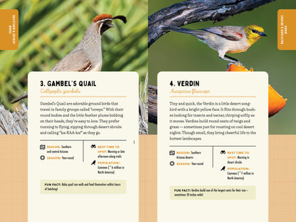 A Kid’s Guide to Birds of Arizona