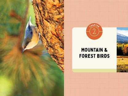 A Kid’s Guide to Birds of Arizona