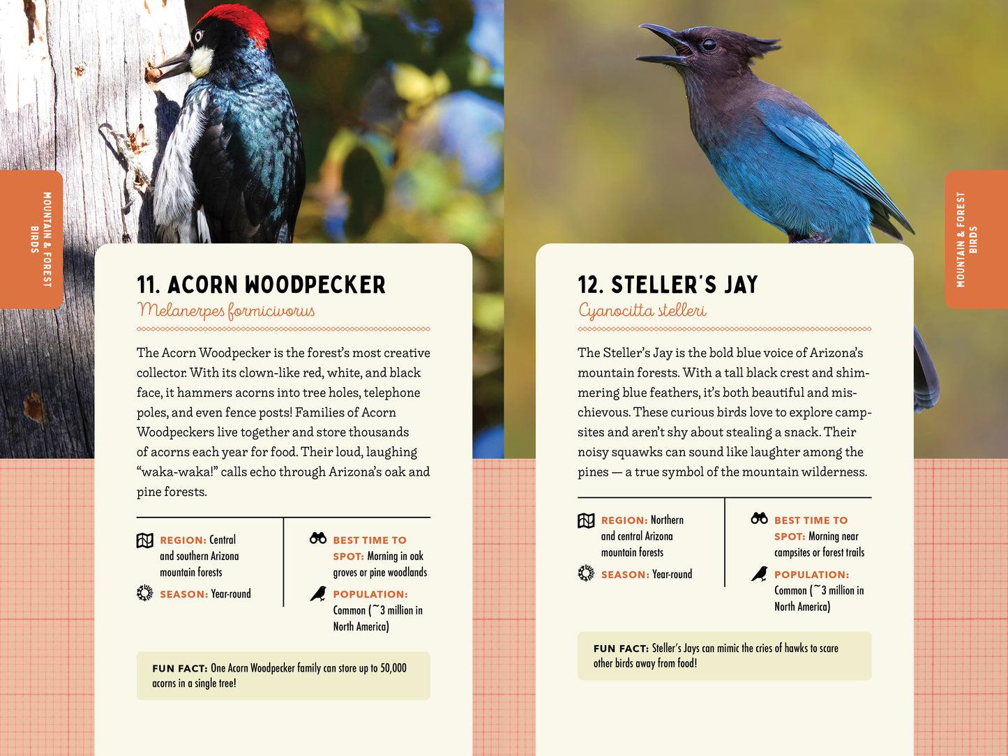 A Kid’s Guide to Birds of Arizona