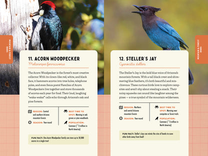 A Kid’s Guide to Birds of Arizona