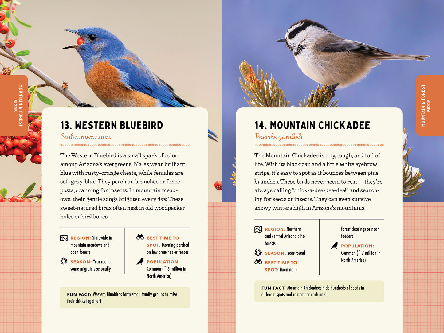 A Kid’s Guide to Birds of Arizona