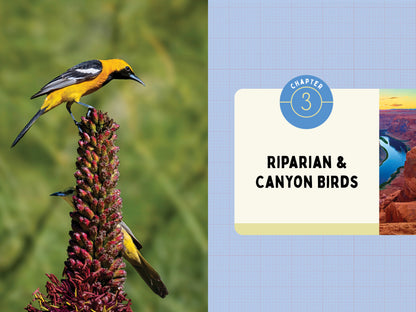 A Kid’s Guide to Birds of Arizona