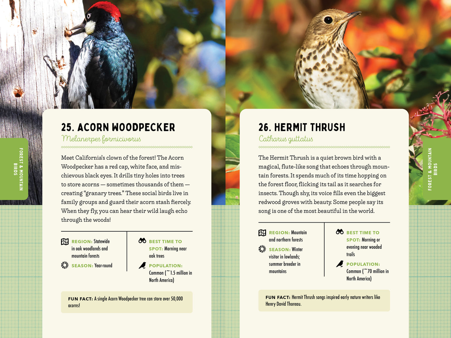 A Kid’s Guide to Birds of California
