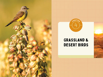 A Kid’s Guide to Birds of California