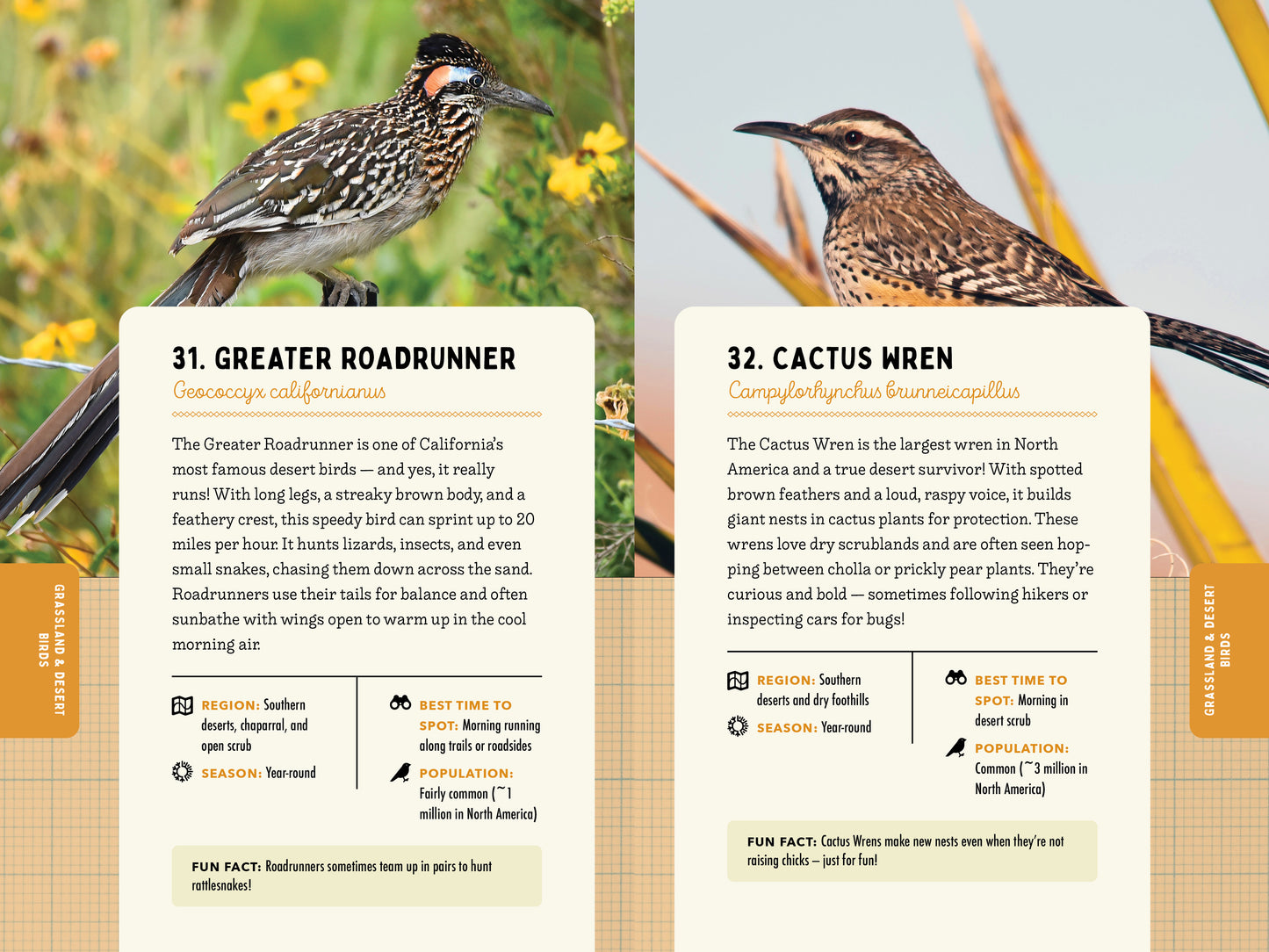 A Kid’s Guide to Birds of California