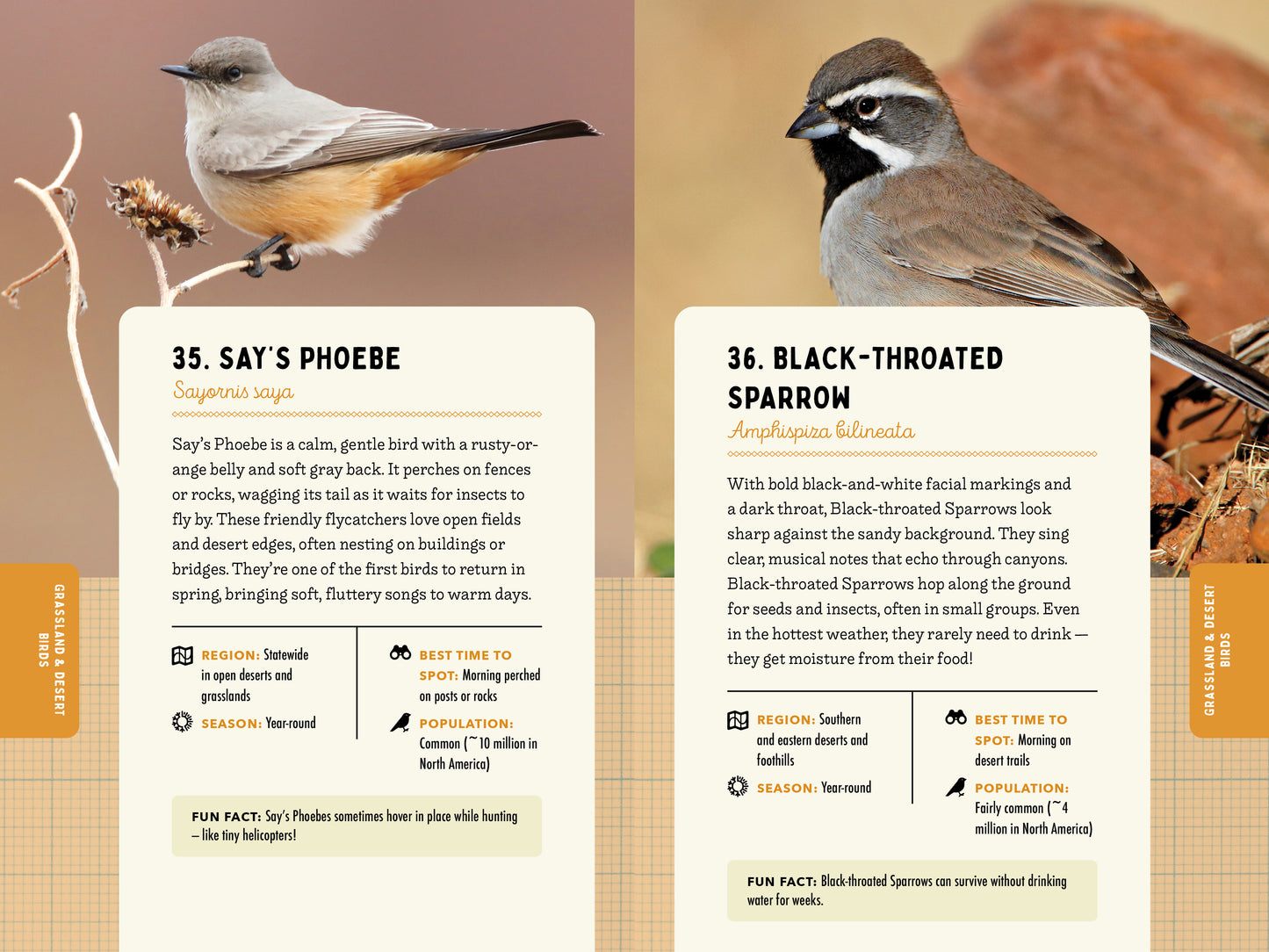 A Kid’s Guide to Birds of California