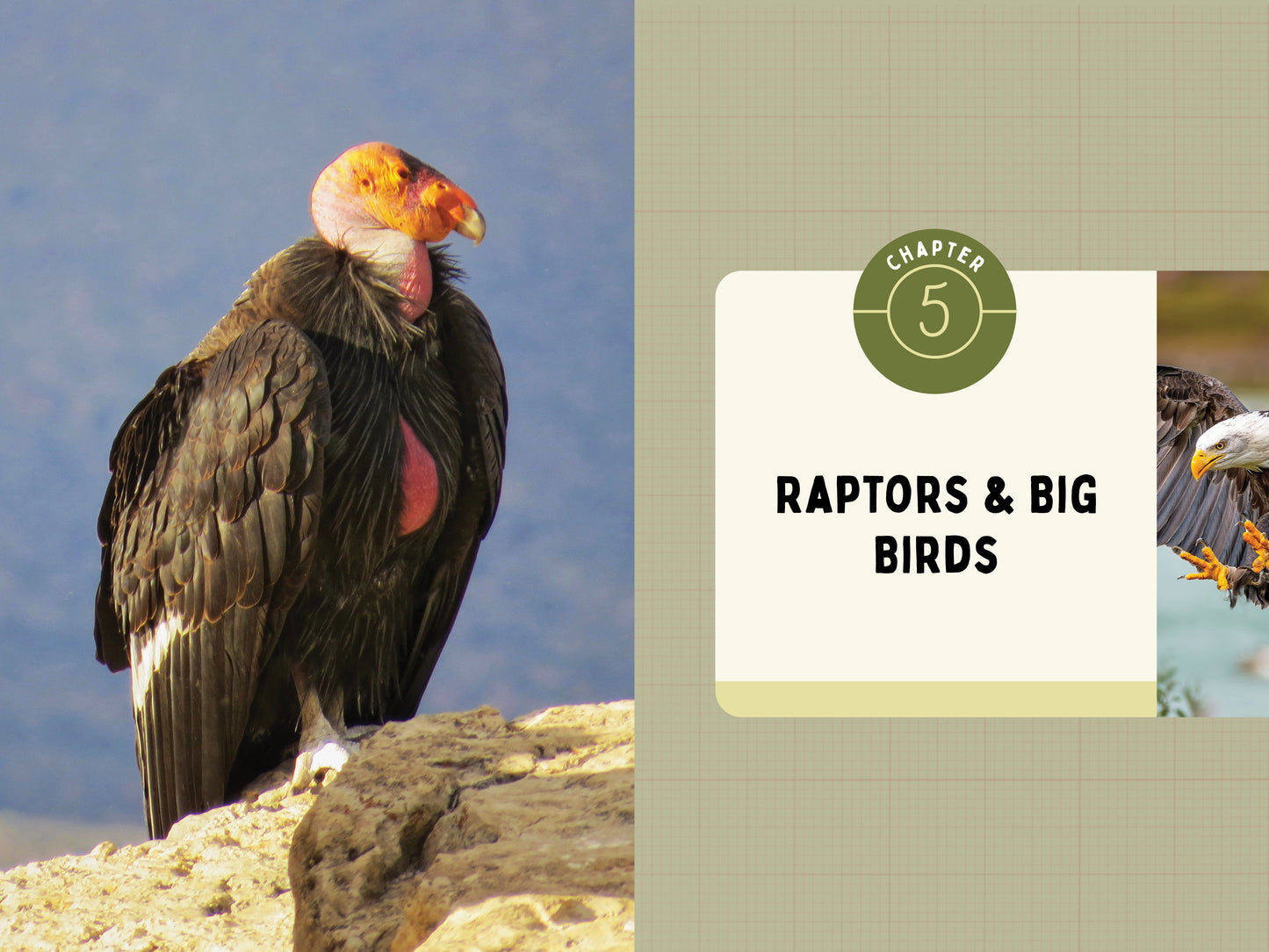 A Kid’s Guide to Birds of California