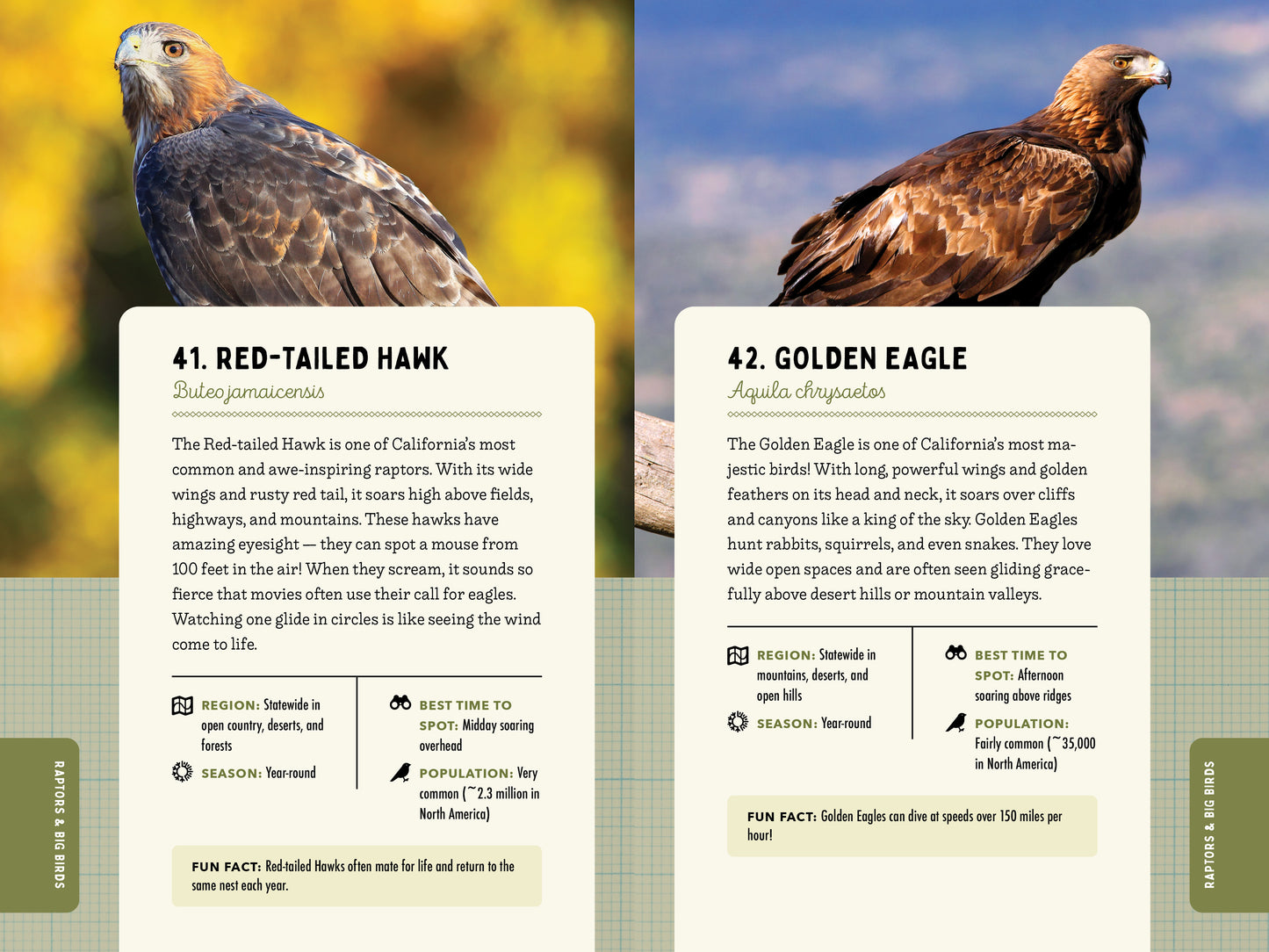 A Kid’s Guide to Birds of California
